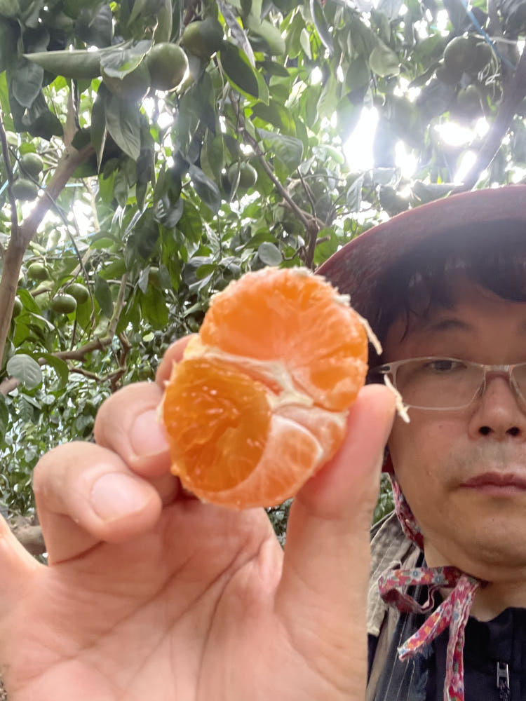하우스 안 농장주와 갓 깐 하우스귤