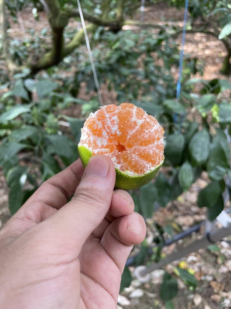 껍질을 깐 초록 하우스귤 클로즈업